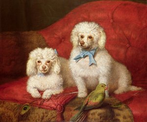 Um par de poodles